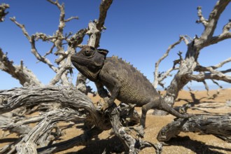 Namaqua Chameleon (Chamaeleo namaquensis), Namib Desert in Swakopmund, Namibia, Africa