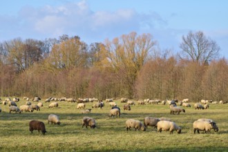 Landscape with flock of sheep, Reinheim, Darmstadt-Dieburg, Hesse, Germany, Europe