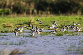 Redshank (Tringa totanus), birds in flight over Marshes