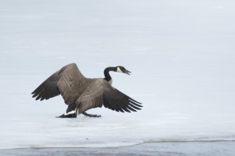 Canada goose standing on a frozen lake. Branta canadensis. Goose with agressive display. Goose