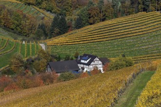 Half-timbered house between autumnally coloured vines, near Durbach, Ortenaukreis, Black Forest,