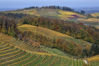 Landscape with autumnal coloured vineyards, near Durbach, Ortenaukreis, Black Forest,