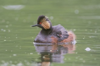 Black-necked Grebe (Podiceps nigricollis) with young bird in plumage on the back, swims in the