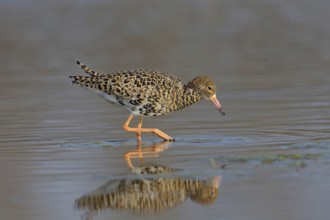 Ruff (Philomachus pugnax) runs in shallow water, Burgenland, Austria, Europe