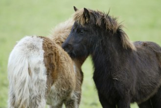 Icelandic Horses, grooming foals, Icelandic ponies, foals, mutual grooming, Icelanders