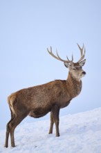 Red deer (Cervus elaphus) stag on a snowy meadow in the mountains in tirol, Kitzbühel, Wildpark