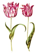 Garden tulip (Tulipa) gesneriana, Historic, digitally enhanced reproduction of an original from the