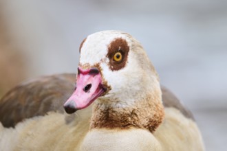 Egyptian goose (Alopochen aegyptiaca), portrait, detail, Bavaria, Germany Europe