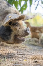 Domestic pig in the green, Amsterdam, Netherlands