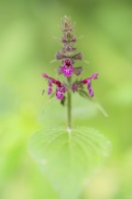 Close-up of woodland orchid (Stachys sylvatica), Deister, Calenberger Bergland, Schaumburg,