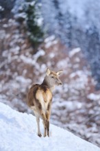 Red deer (Cervus elaphus) hind on a snowy meadow in the mountains in tirol, Kitzbühel, Wildpark