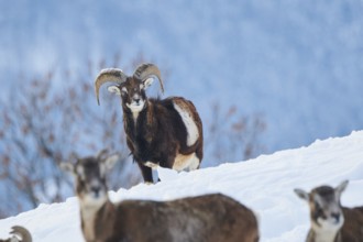 European mouflon (Ovis aries musimon) ram on a snowy meadow in the mountains in tirol, Kitzbühel,