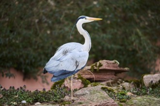 Grey heron (Ardea cinerea) standing on a rock, Bavaria, Germany, Europe