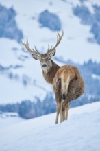 Red deer (Cervus elaphus) stag on a snowy meadow in the mountains in tirol, Kitzbühel, Wildpark