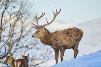 Red deer (Cervus elaphus) stag on a snowy meadow in the mountains in tirol, Kitzbühel, Wildpark