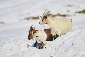 Domestic goats (Capra hircus) on a snowy meadow in winter, tirol, Kitzbühel, Wildpark Aurach,