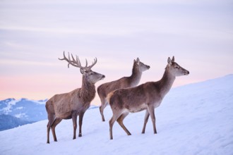 Red deer (Cervus elaphus) stag with hinds on a snowy meadow in the mountains in tirol at sunset,