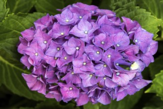 Hydrangea, flower, blue, Baden-Württemberg, Germany, Europe