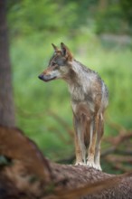 European gray wolf (Canis lupus), standing on tree trunk in forest, Germany, Europe