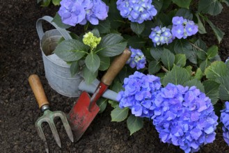 Flowering blue hydrangea (Hydrangea macrophylla) with garden tools