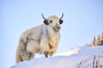 Domestic yak (Bos grunniens) on a snowy meadow in the mountains in tirol, Kitzbühel, Wildpark