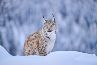 Eurasian lynx (Lynx lynx) sitting in the snow, Wildpark Aurach, Kitzbühl, Tirol, Austria, Europe