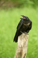 Common raven (Corvus corax), young bird sitting on wooden pole calling, Bohemian Forest, Czech