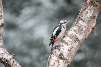 Great spotted woodpecker (Dendrocopos major), in the rain, sitting on a thick light branch on the