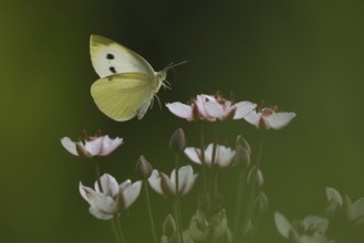 Small white (Pieris rapae) approaching flowering rush (Butomus umbellatus), Hesse, Germany, Europe