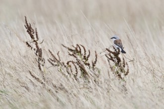 Red-backed Shrike (Lanius collurio), Emsland, Lower Saxony, Germany, Europe