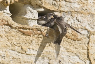 Sand martins (Riparia riparia), Emsland, Lower Saxony, Germany, Europe