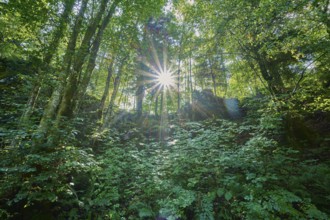 Forest, Deciduous forest, Sun, Summer, Rakov Skocjan valley, Cerknica, Carniola, Slovenia, Europe