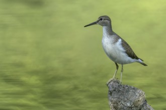 Common sandpiper on driftwood. Austria, Upper Austria