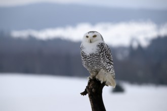 Snowy owl (Nyctea scandiaca), snowy owl, adult, alert, perch, winter, snow, Bohemian Forest, Czech