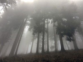 Fog Mist in mountain forest graces through, trees Spruce forest, Harz, Lower Saxony, Germany,