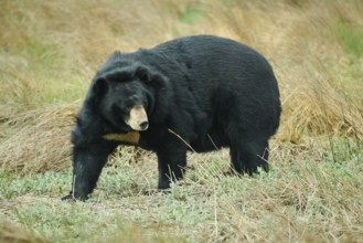 American black bear (Ursus americanus), captive, distribution North America