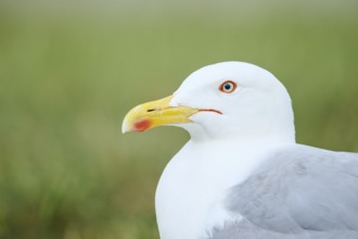 Yellow-legged gull (Larus michahellis), wildlife, portrait, France, Europe