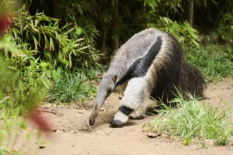 Giant anteater (Myrmecophaga tridactyla), captive, distribution South America