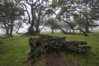 Laurel trees overgrown with moss and plants in the mist, old laurel forest (Laurisilva), stinkwood