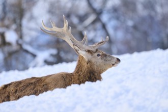 Red deer (Cervus elaphus) stag on a snowy meadow in the mountains in tirol, Kitzbühel, Wildpark