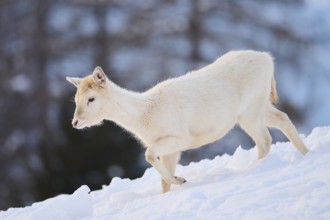 European fallow deer (Dama dama) doe fawn on a snowy meadow in the mountains in tirol, Kitzbühel,