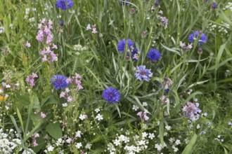 Flower meadow with cornflowers (Centaurea cyanea), Emsland, Lower Saxony, Germany, Europe