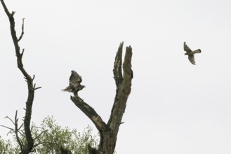 Common kestrel (Falco tinnunculus) attacks steppe buzzard (Buteo buteo), Hesse, Germany, Europe