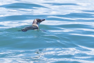 Dickschnabelpinguin (Eudyptes pachyrhynchus), Bootstour, Akaroa, Banks Peninsula, Canterbury,