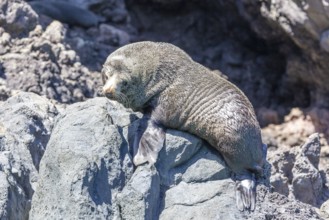 Robben (Pinnipedia), Bootsfahrt, Akaroa, Banks Peninsula, Canterbury, Neuseeland