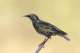 Starling, Common Starling (Sturnus vulgaris) sitting on a branch, Siegerland Animals, Birds,