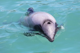 Hector-Delphin (Cephalorhychus hectori), Bootsfahrt, Akaroa, Banks-Halbinsel, Canterbury,