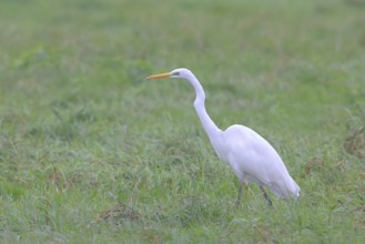 Great egret (Egretta alba), foraging in a meadow, Lembruch, Dümmer nature park Park, Lower Saxony,