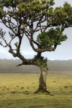 Laurel tree overgrown with moss and plants, old laurel forest (Laurisilva), stinkwood (Ocotea