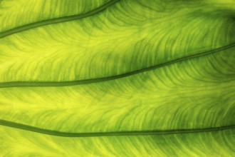 Leaf of the giant taro (Alocasia macrorrhizos), backlit close-up, Madeira, Portugal, Europe